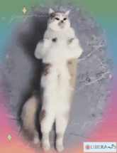 GIF de célébration